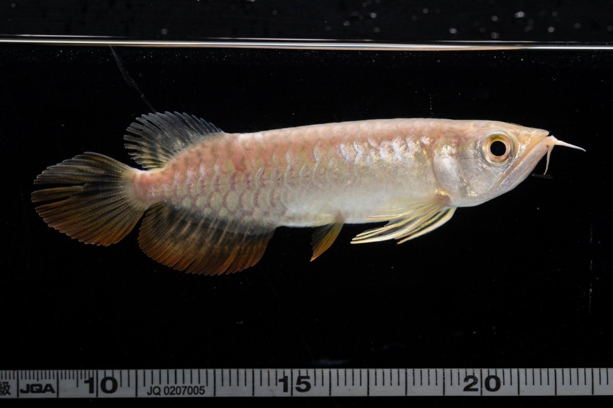 画像9: 紅尾金龍 NO.26（アクアリーダー産） (9)