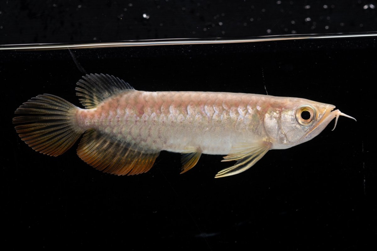 画像7: 紅尾金龍 NO.26（アクアリーダー産） (7)