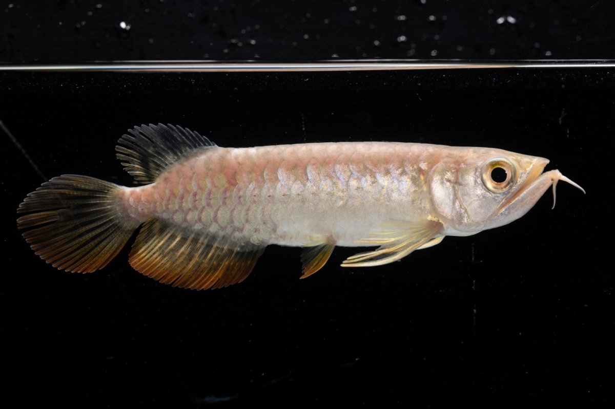 画像5: 紅尾金龍 NO.26（アクアリーダー産） (5)