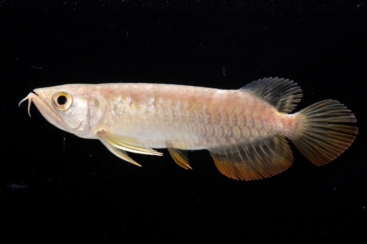 画像2: 紅尾金龍 NO.26（アクアリーダー産） (2)