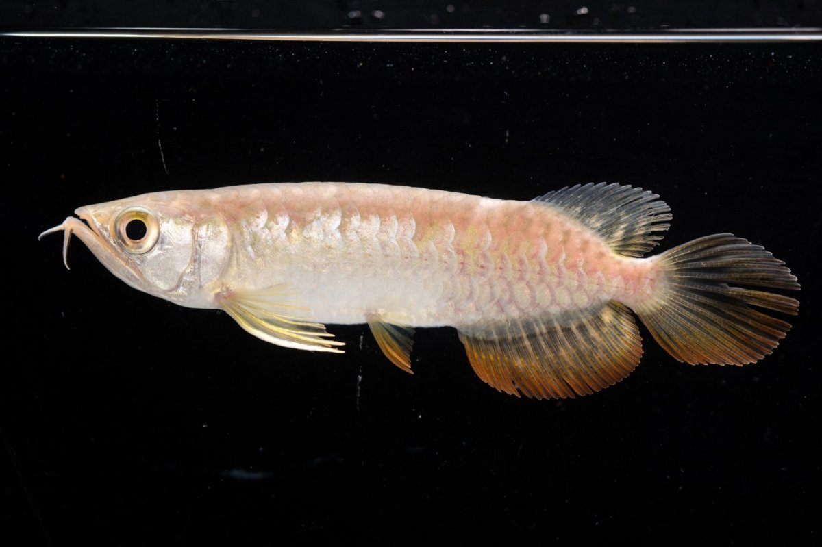 画像8: 紅尾金龍 NO.26（アクアリーダー産） (8)