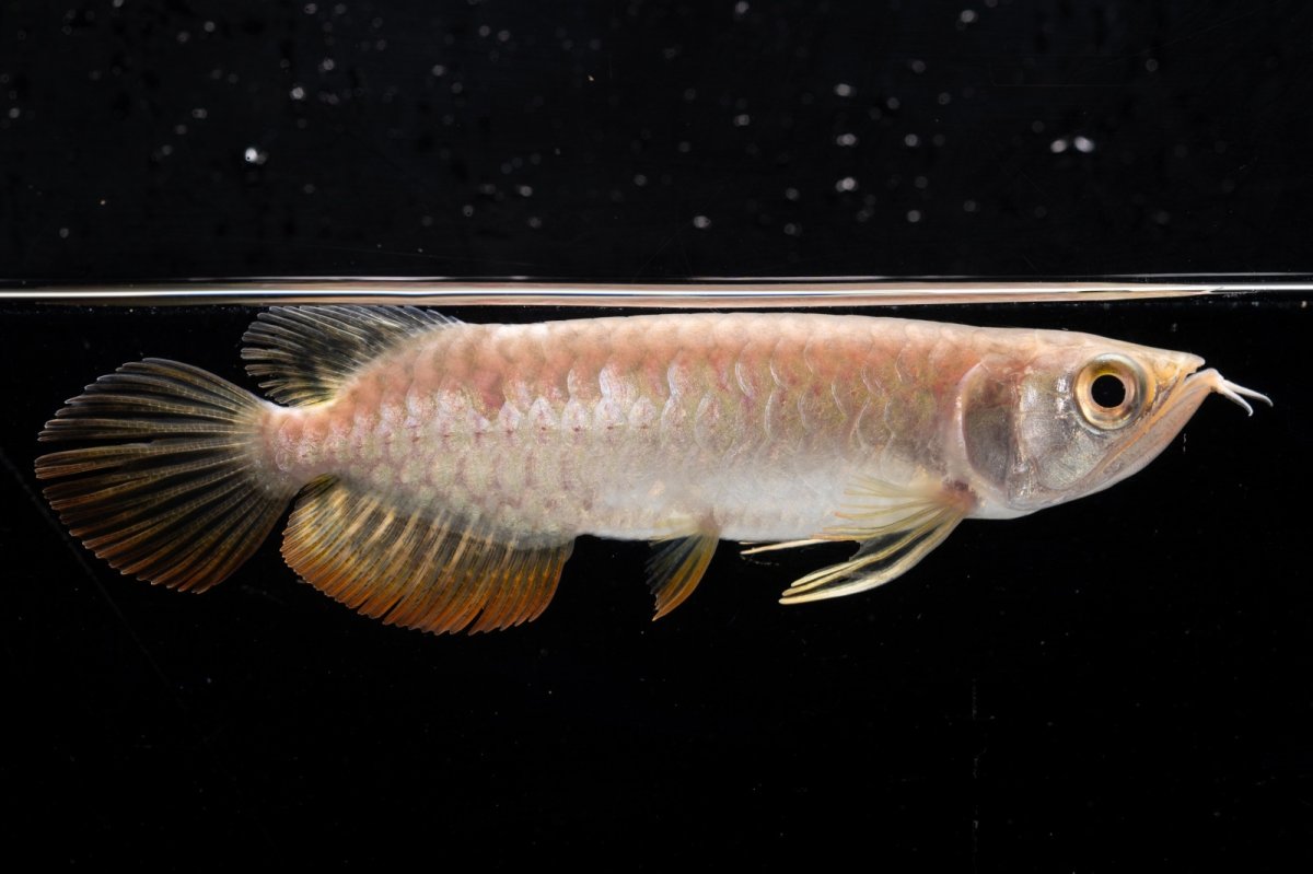 画像3: 紅尾金龍 NO.26（アクアリーダー産） (3)