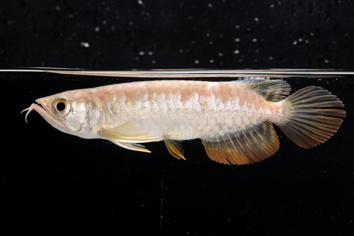 画像6: 紅尾金龍 NO.26（アクアリーダー産） (6)