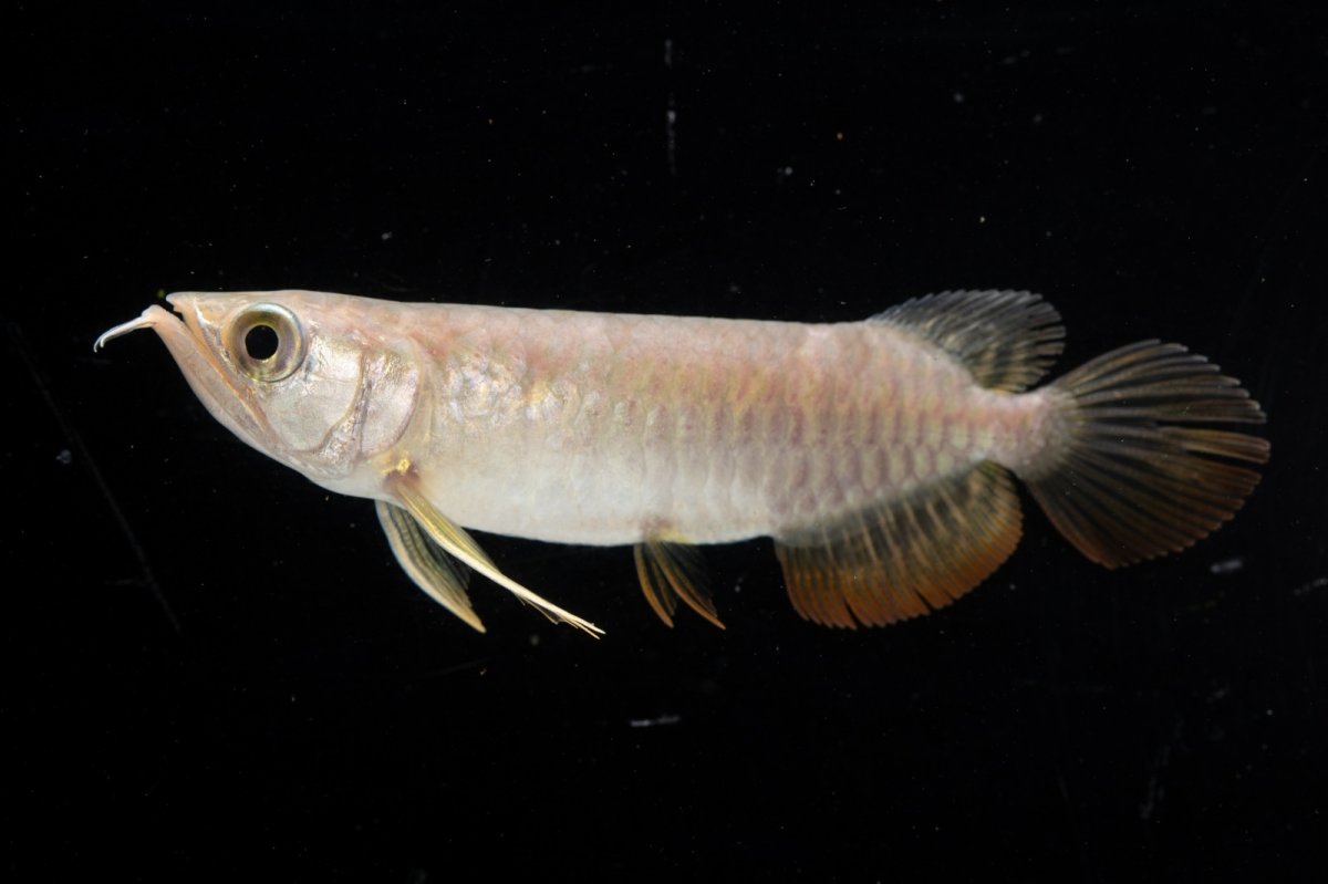 画像4: 紅尾金龍 NO.26（アクアリーダー産） (4)