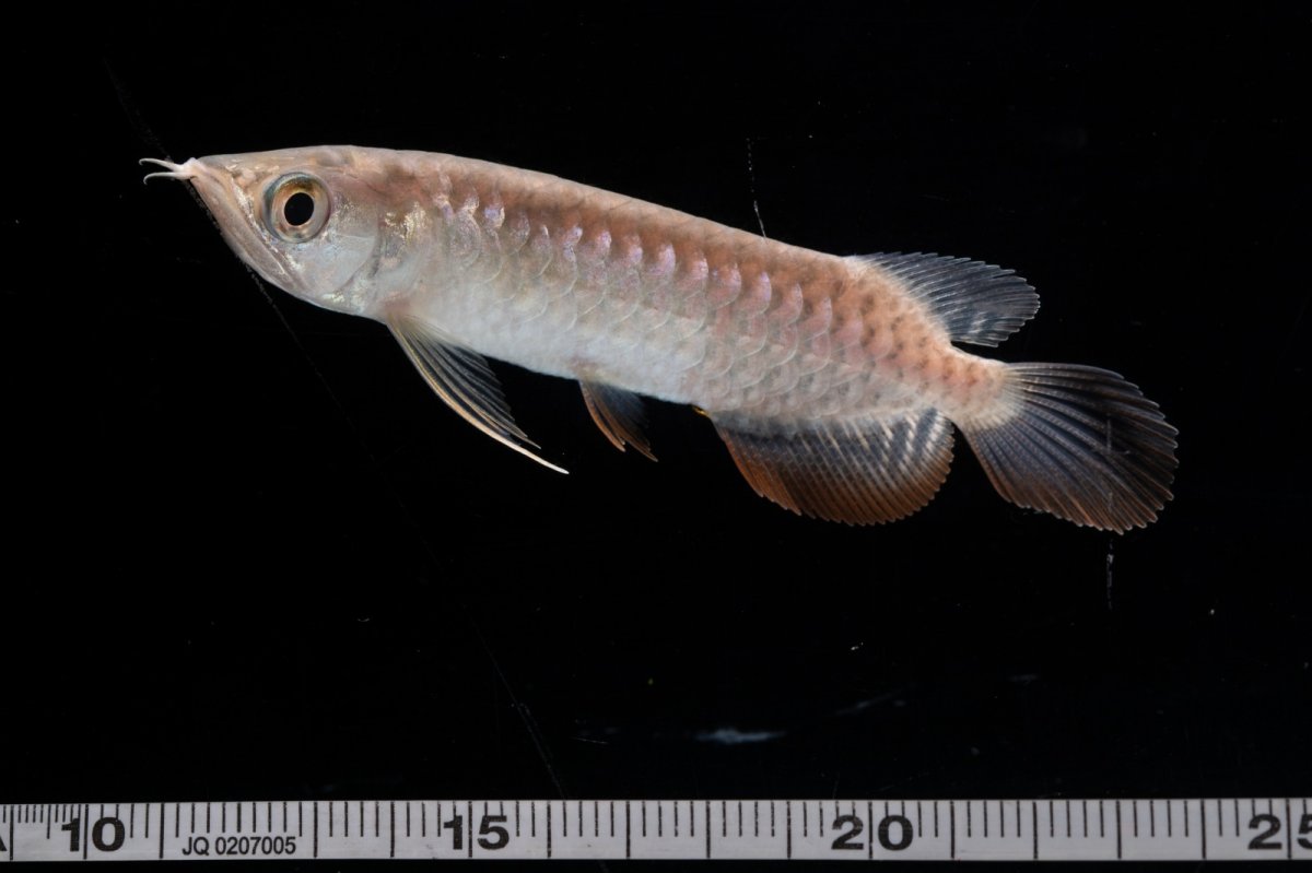 画像6: 紅尾金龍 NO.27（アクアリーダー産） (6)