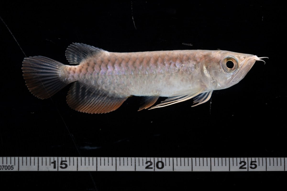 画像5: 紅尾金龍 NO.27（アクアリーダー産） (5)