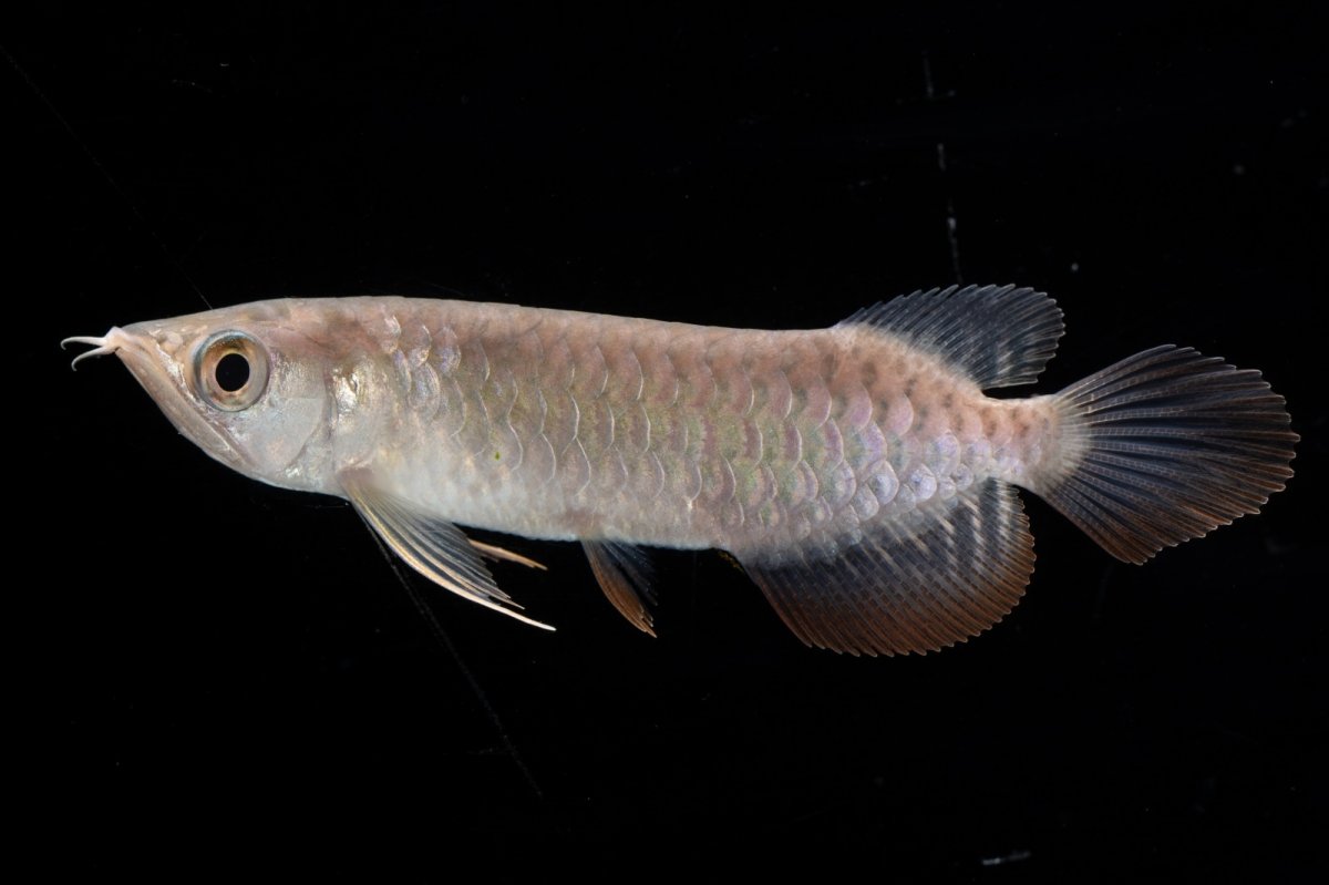 画像3: 紅尾金龍 NO.27（アクアリーダー産） (3)