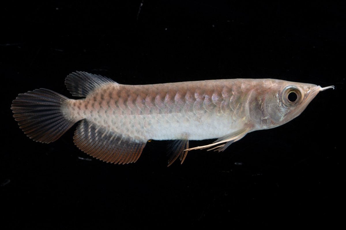 画像2: 紅尾金龍 NO.27（アクアリーダー産） (2)