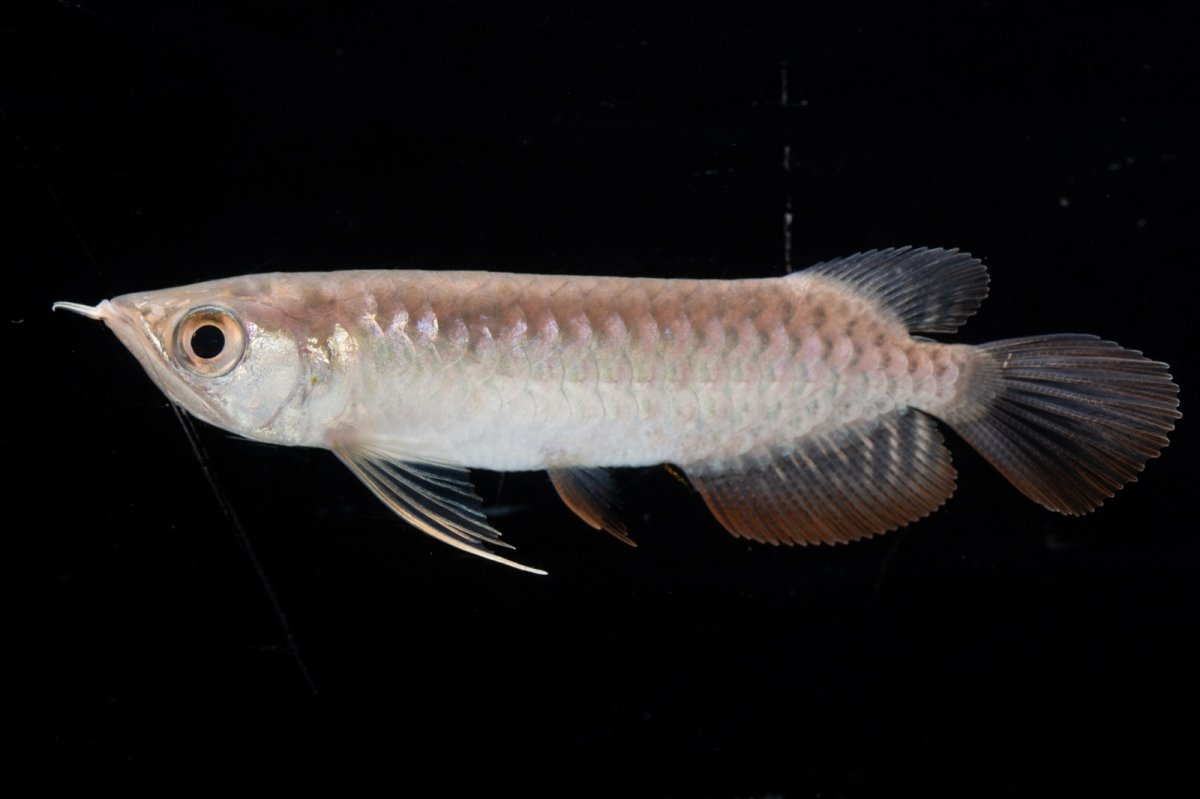 画像4: 紅尾金龍 NO.27（アクアリーダー産） (4)