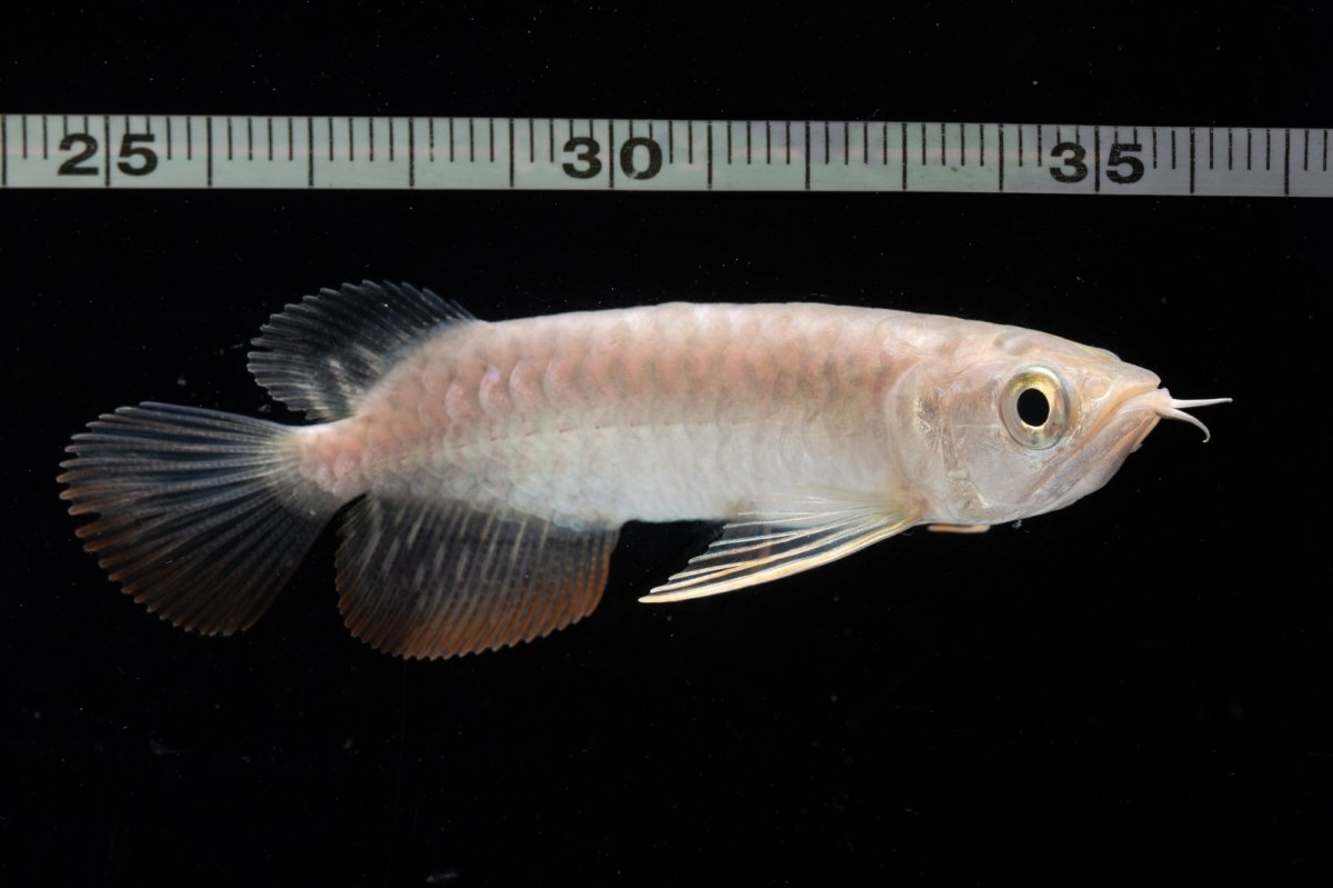 画像12: 紅尾金龍 NO.30（アクアリーダー産） (12)