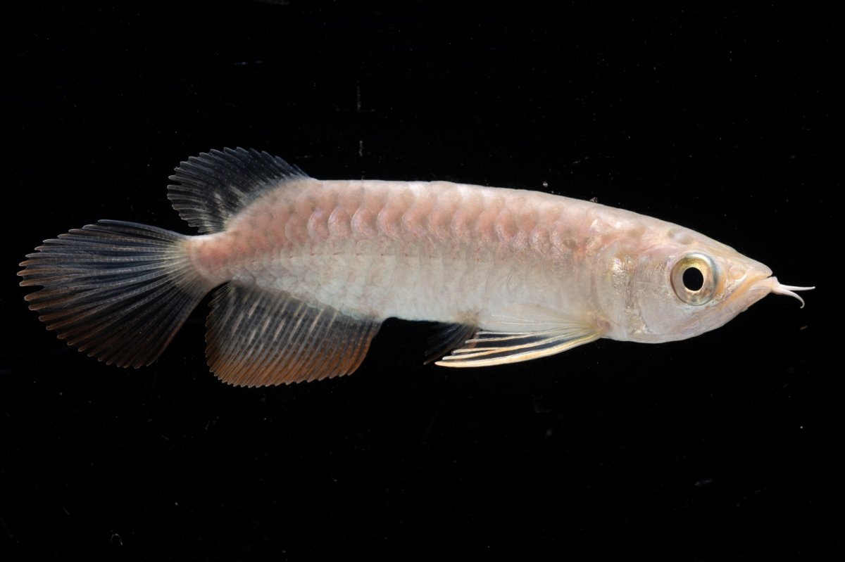 画像7: 紅尾金龍 NO.30（アクアリーダー産） (7)