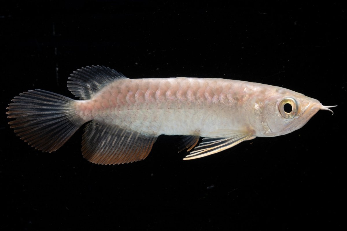 画像5: 紅尾金龍 NO.30（アクアリーダー産） (5)