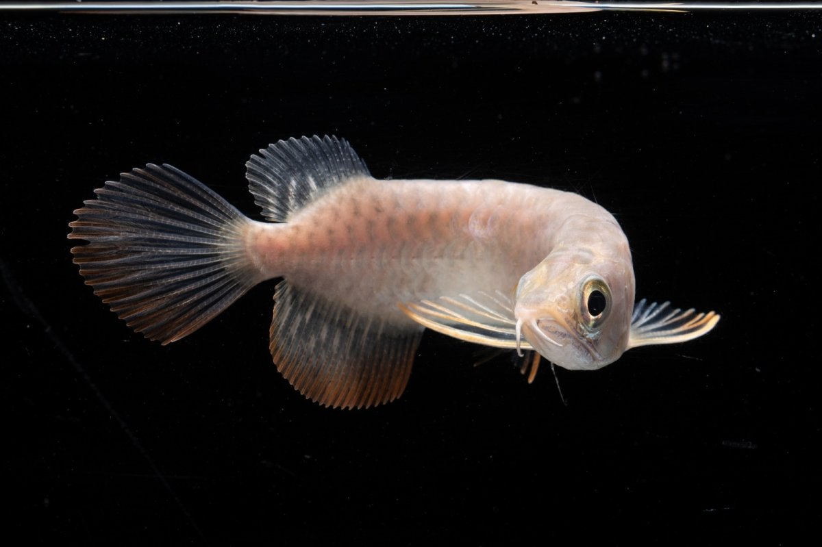 画像10: 紅尾金龍 NO.30（アクアリーダー産） (10)