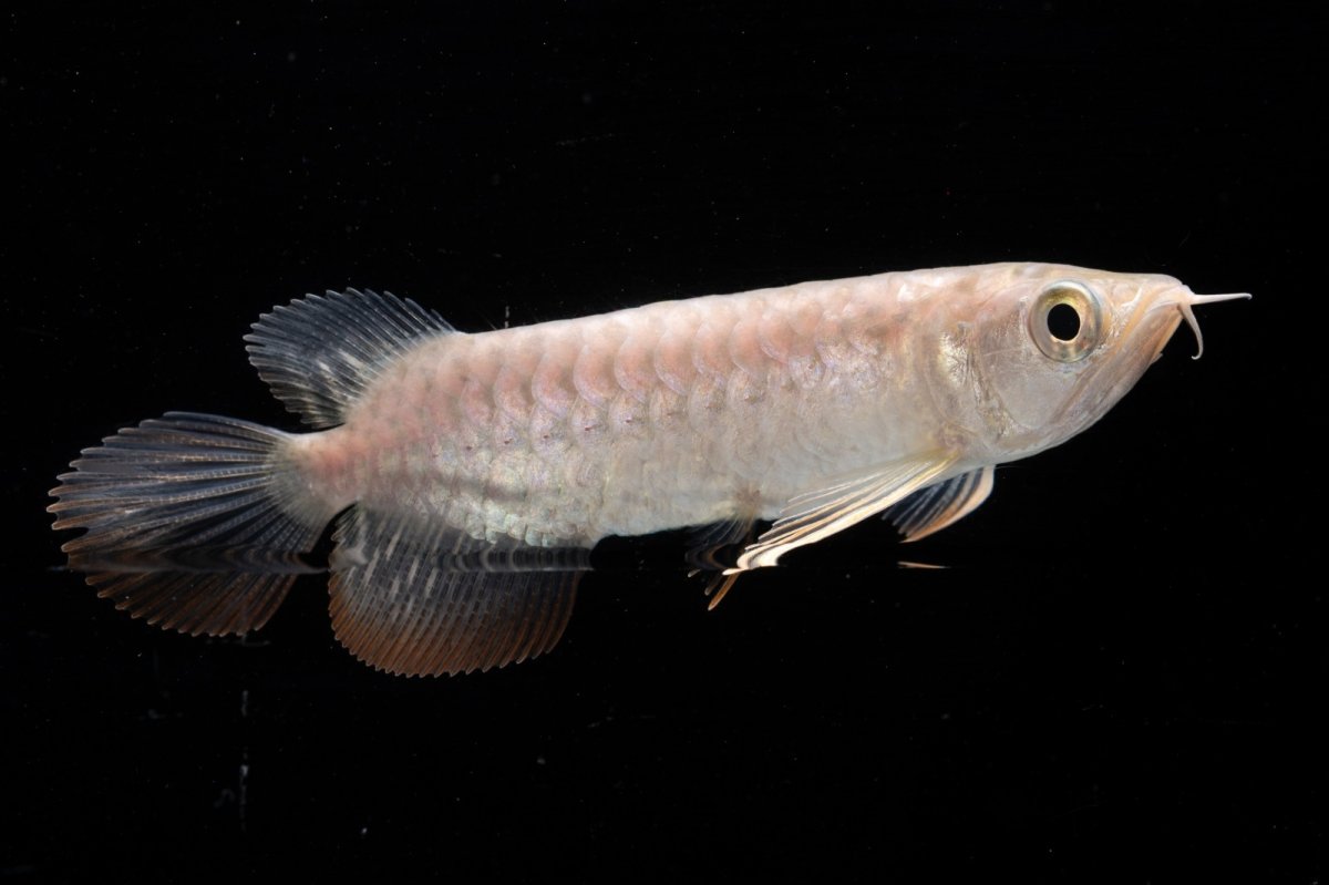 画像3: 紅尾金龍 NO.30（アクアリーダー産） (3)