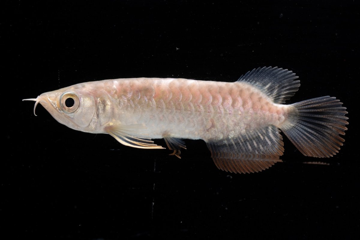 画像6: 紅尾金龍 NO.30（アクアリーダー産） (6)