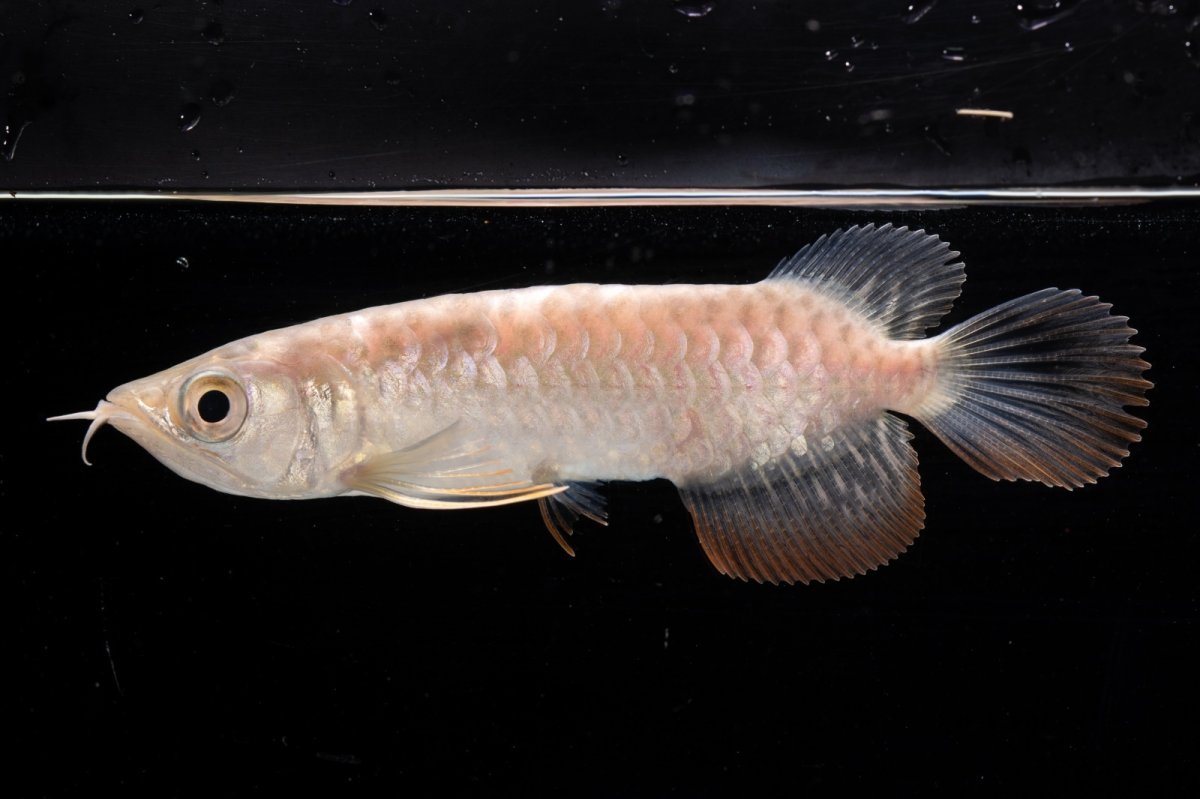 画像4: 紅尾金龍 NO.30（アクアリーダー産） (4)