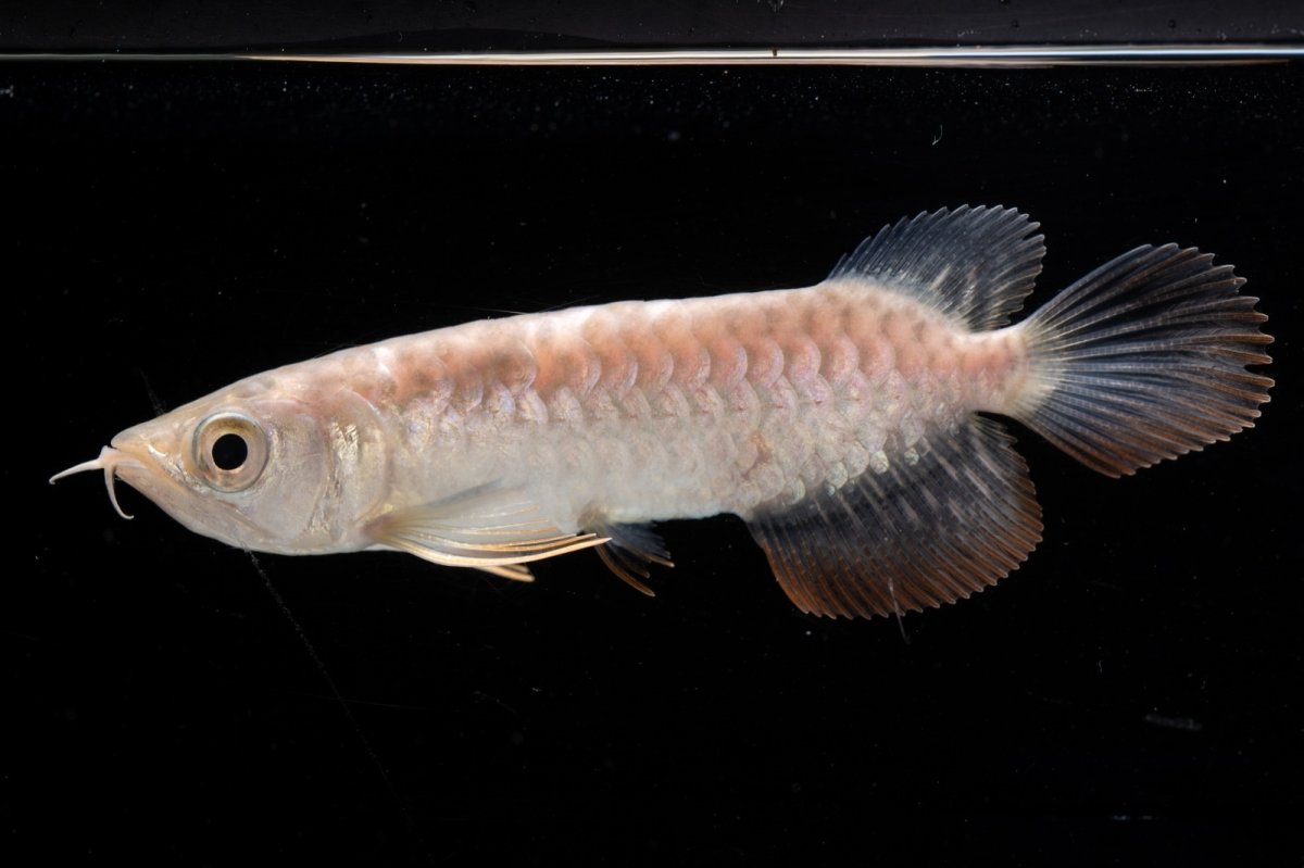 画像2: 紅尾金龍 NO.30（アクアリーダー産） (2)