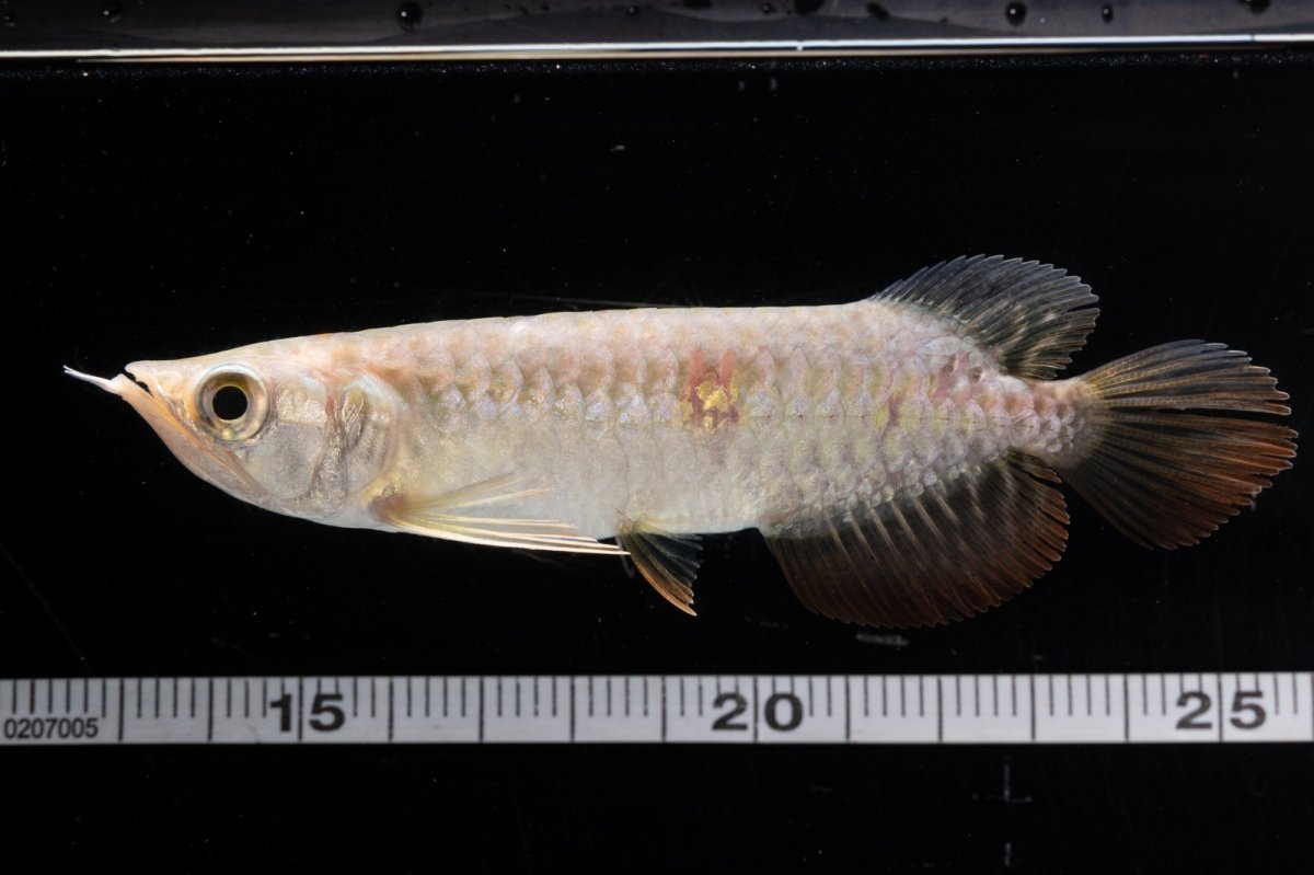 画像7: 紅尾金龍 NO.31（アクアリーダー産） (7)