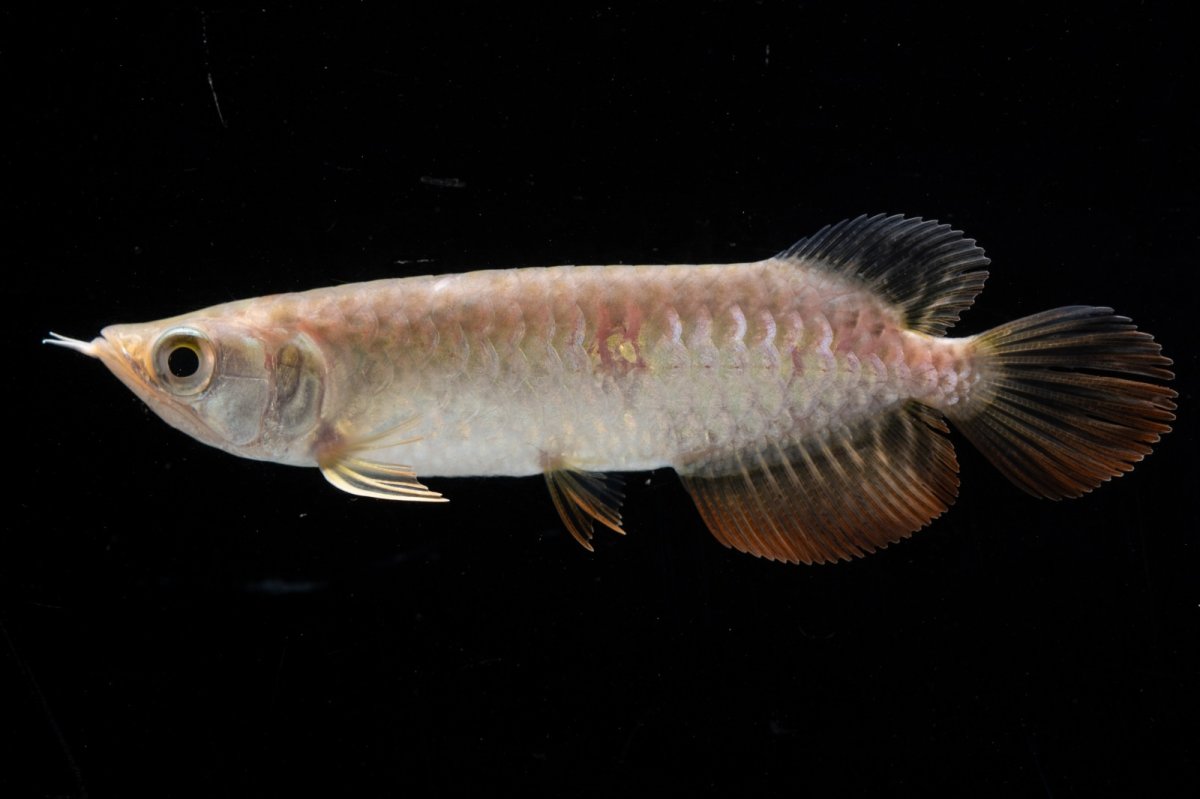 画像6: 紅尾金龍 NO.31（アクアリーダー産） (6)