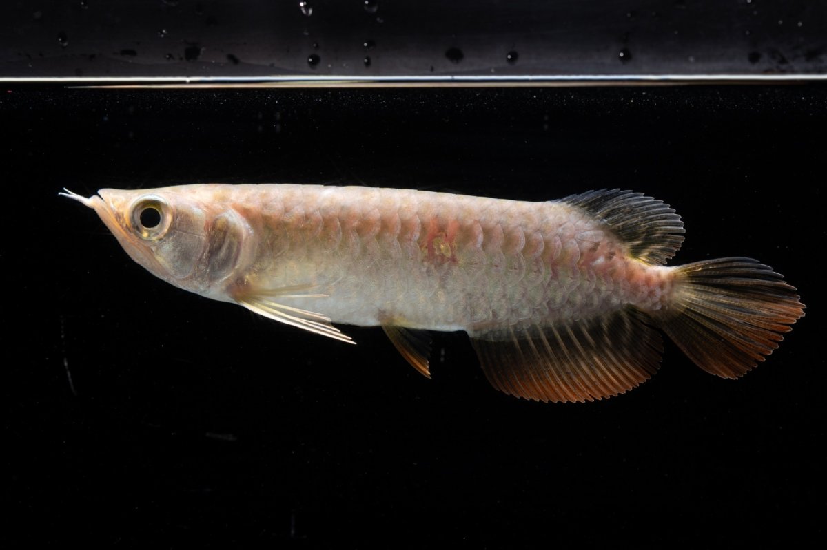 画像5: 紅尾金龍 NO.31（アクアリーダー産） (5)