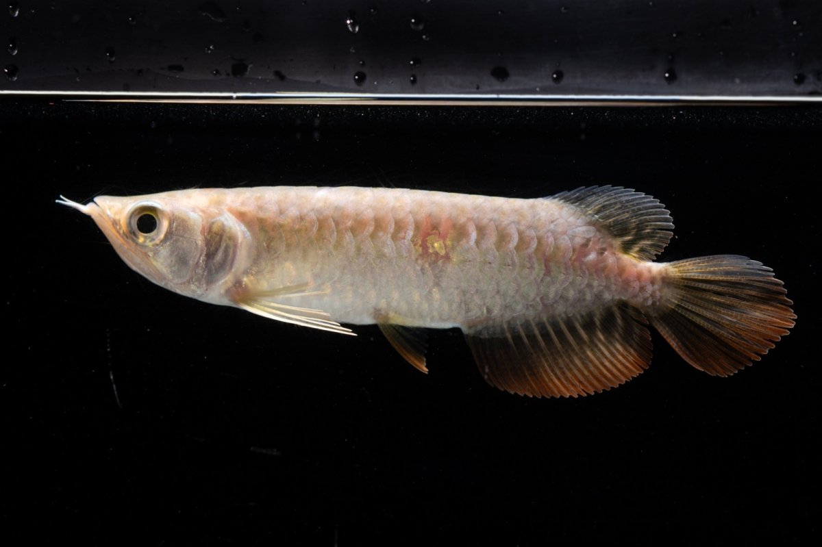 画像4: 紅尾金龍 NO.31（アクアリーダー産） (4)