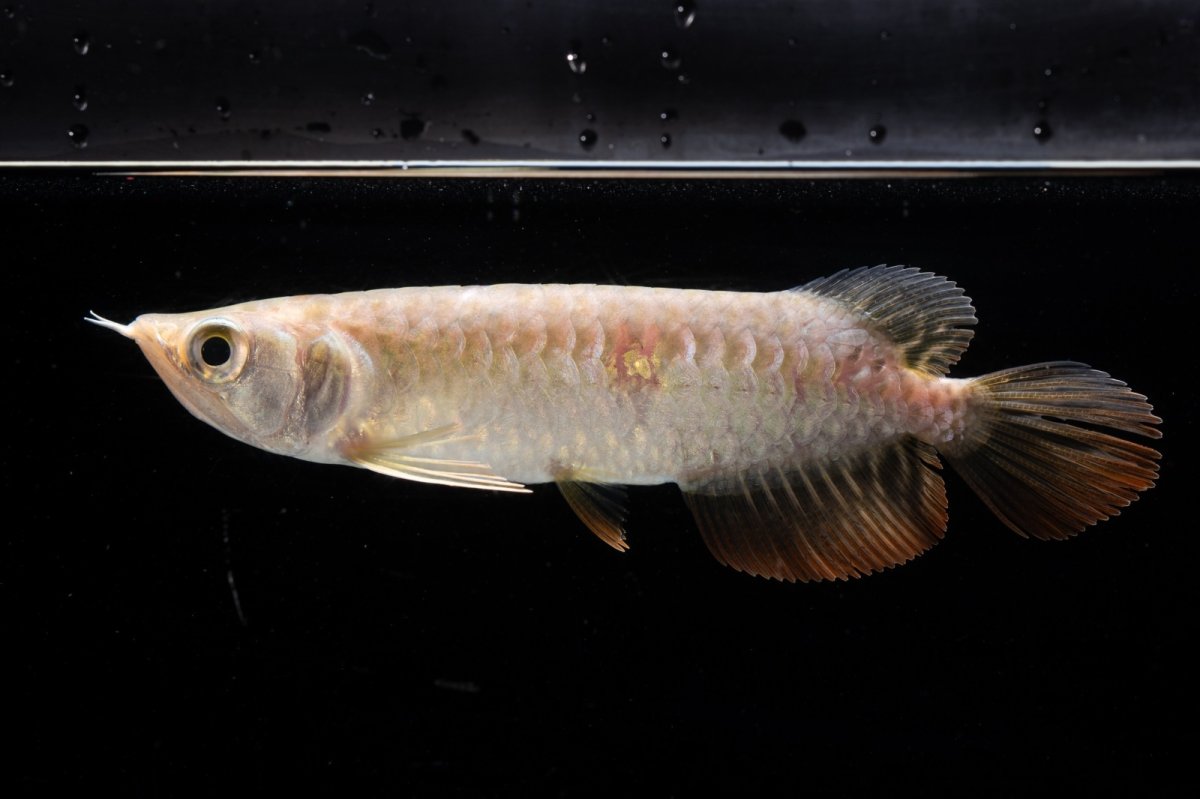 画像3: 紅尾金龍 NO.31（アクアリーダー産） (3)