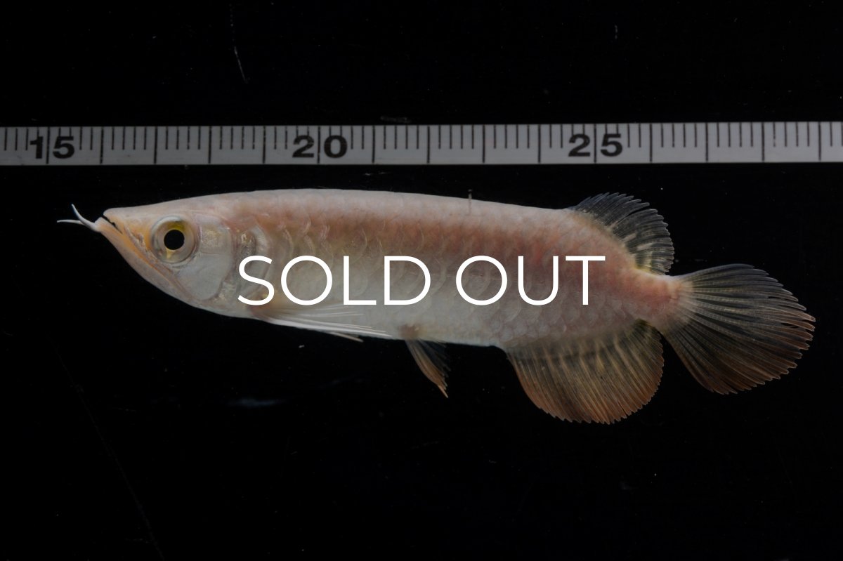 画像8: 紅尾金龍 NO.32（アクアリーダー産） (8)