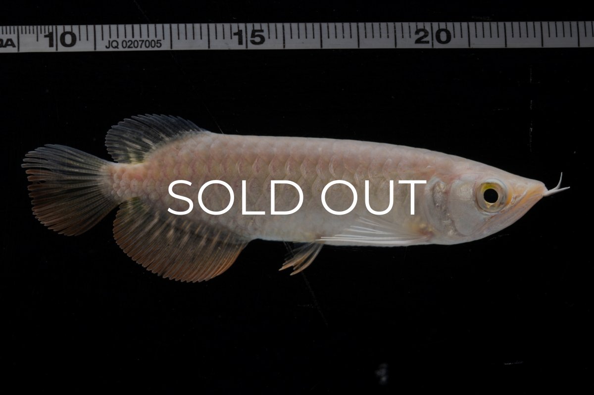 画像9: 紅尾金龍 NO.32（アクアリーダー産） (9)