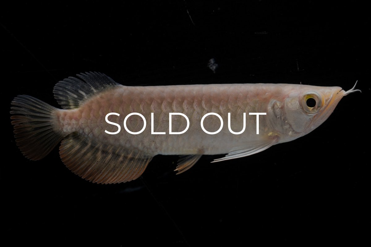 画像7: 紅尾金龍 NO.32（アクアリーダー産） (7)