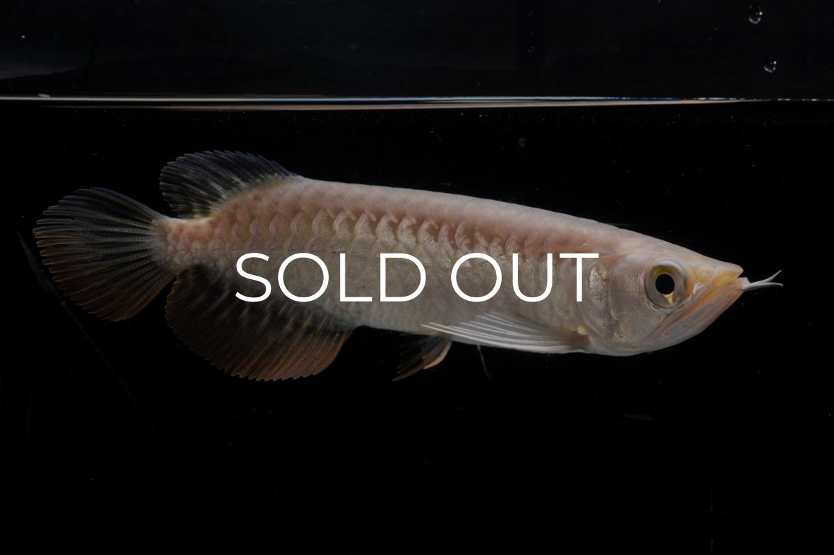 画像5: 紅尾金龍 NO.32（アクアリーダー産） (5)