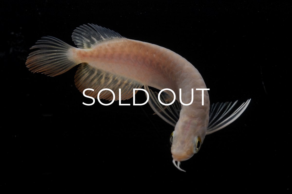 画像4: 紅尾金龍 NO.32（アクアリーダー産） (4)