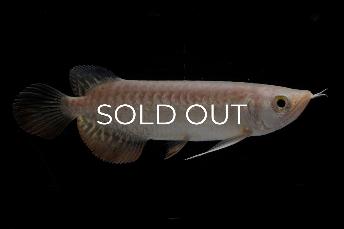 画像3: 紅尾金龍 NO.32（アクアリーダー産） (3)
