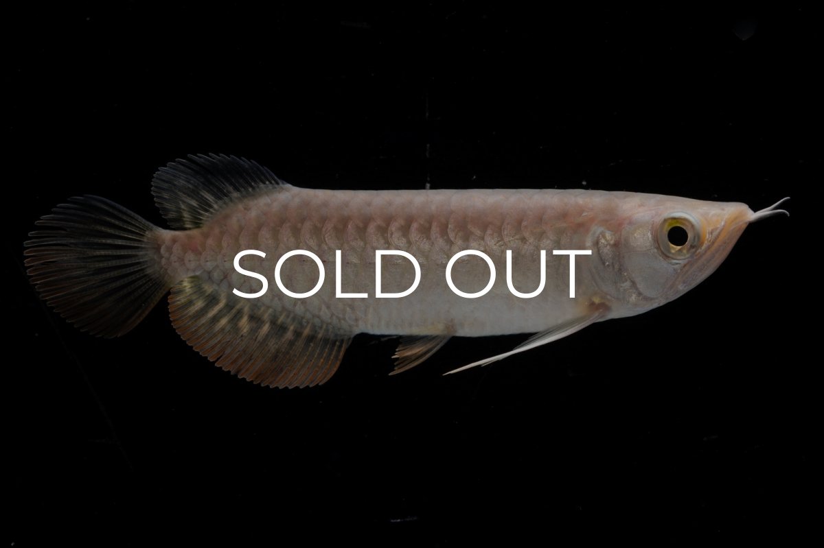 画像1: 紅尾金龍 NO.32（アクアリーダー産） (1)