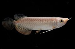 紅尾金龍 NO.32（アクアリーダー産）