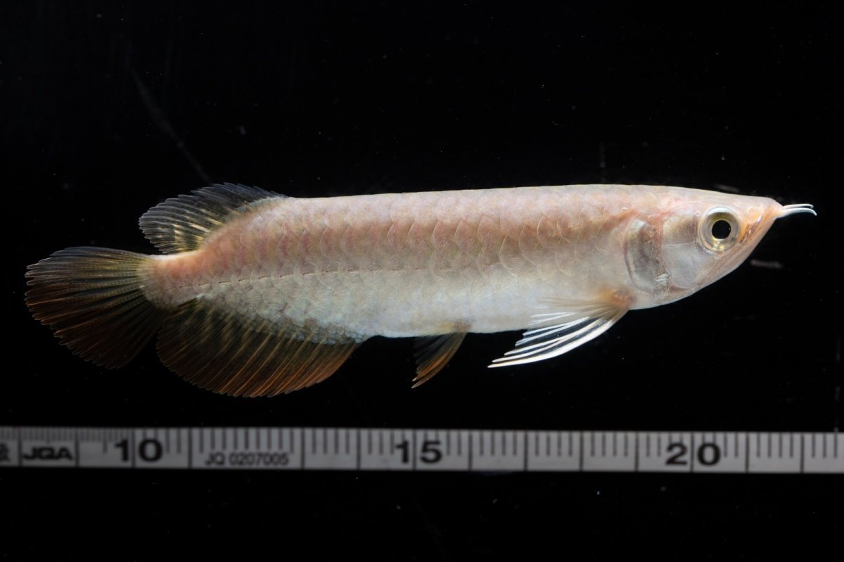 画像15: 紅尾金龍 NO.33（アクアリーダー産） (15)