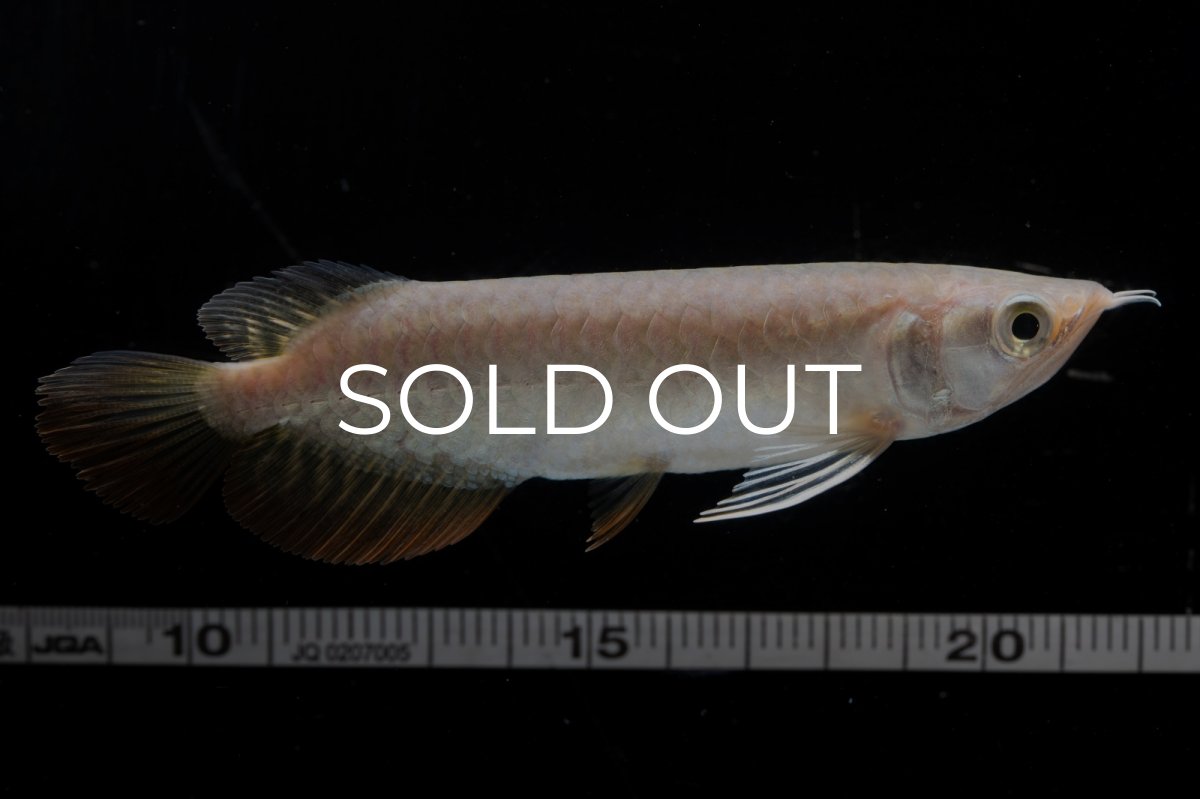 画像15: 紅尾金龍 NO.33（アクアリーダー産） (15)