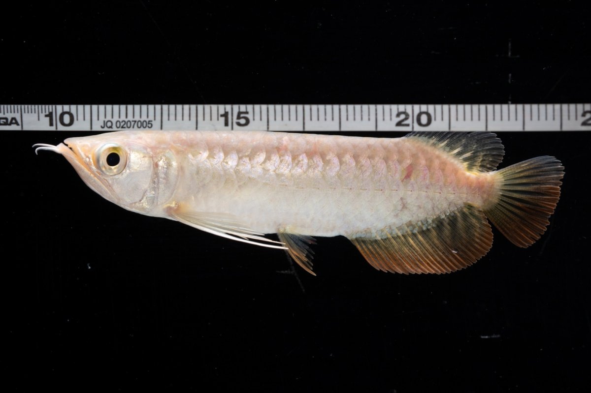 画像14: 紅尾金龍 NO.33（アクアリーダー産） (14)