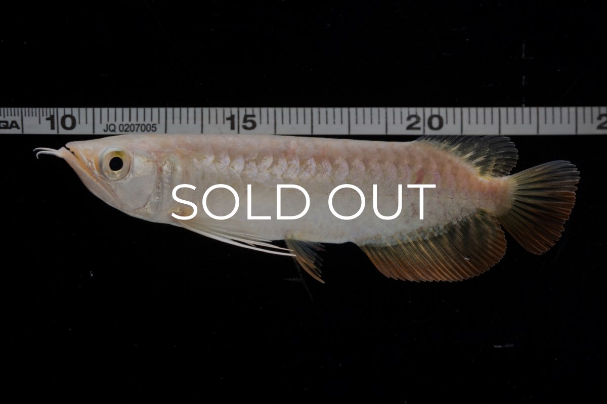 画像14: 紅尾金龍 NO.33（アクアリーダー産） (14)