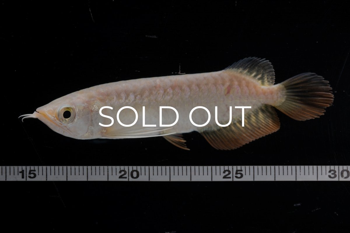 画像13: 紅尾金龍 NO.33（アクアリーダー産） (13)