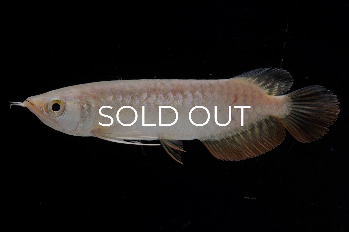 画像11: 紅尾金龍 NO.33（アクアリーダー産） (11)