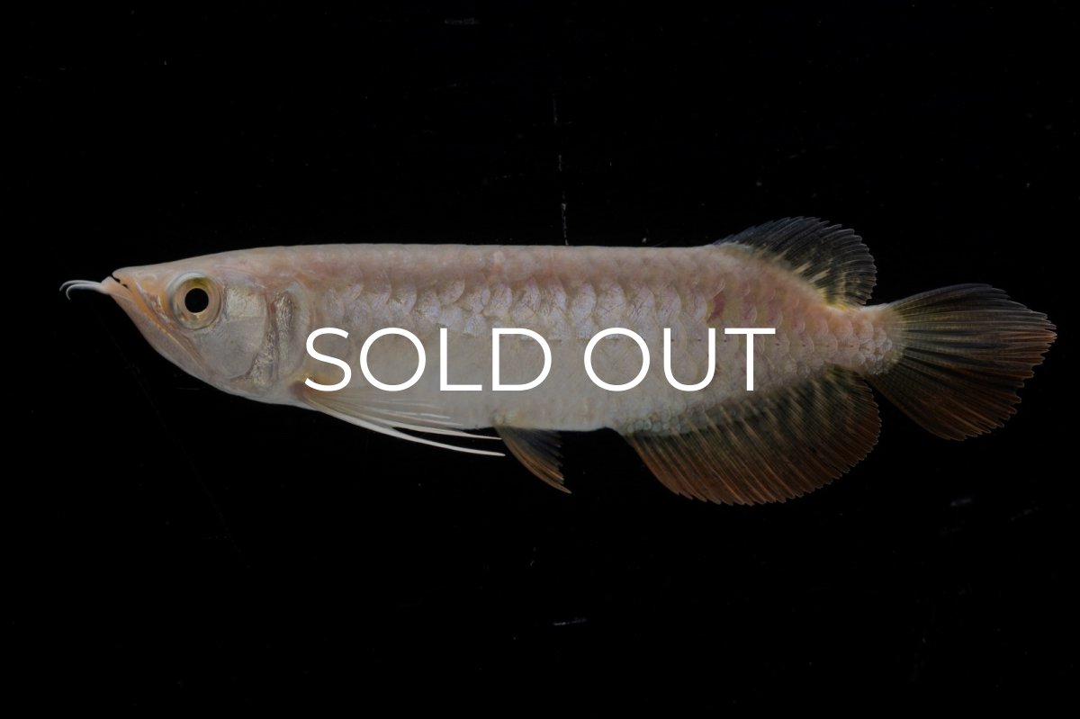 画像9: 紅尾金龍 NO.33（アクアリーダー産） (9)