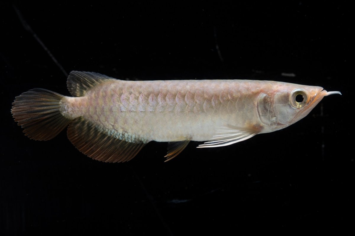 画像12: 紅尾金龍 NO.33（アクアリーダー産） (12)