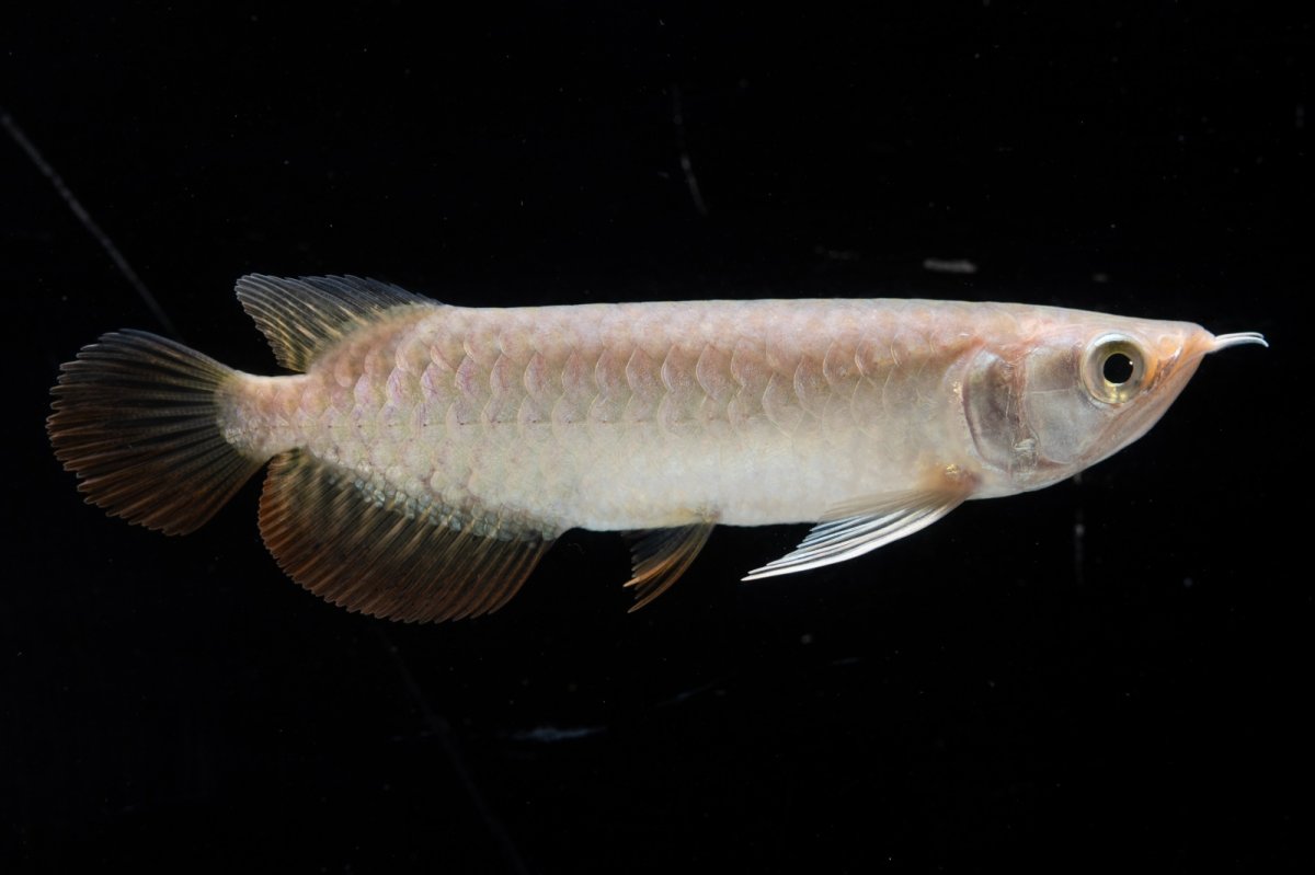 画像10: 紅尾金龍 NO.33（アクアリーダー産） (10)