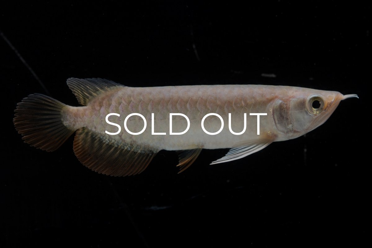 画像10: 紅尾金龍 NO.33（アクアリーダー産） (10)