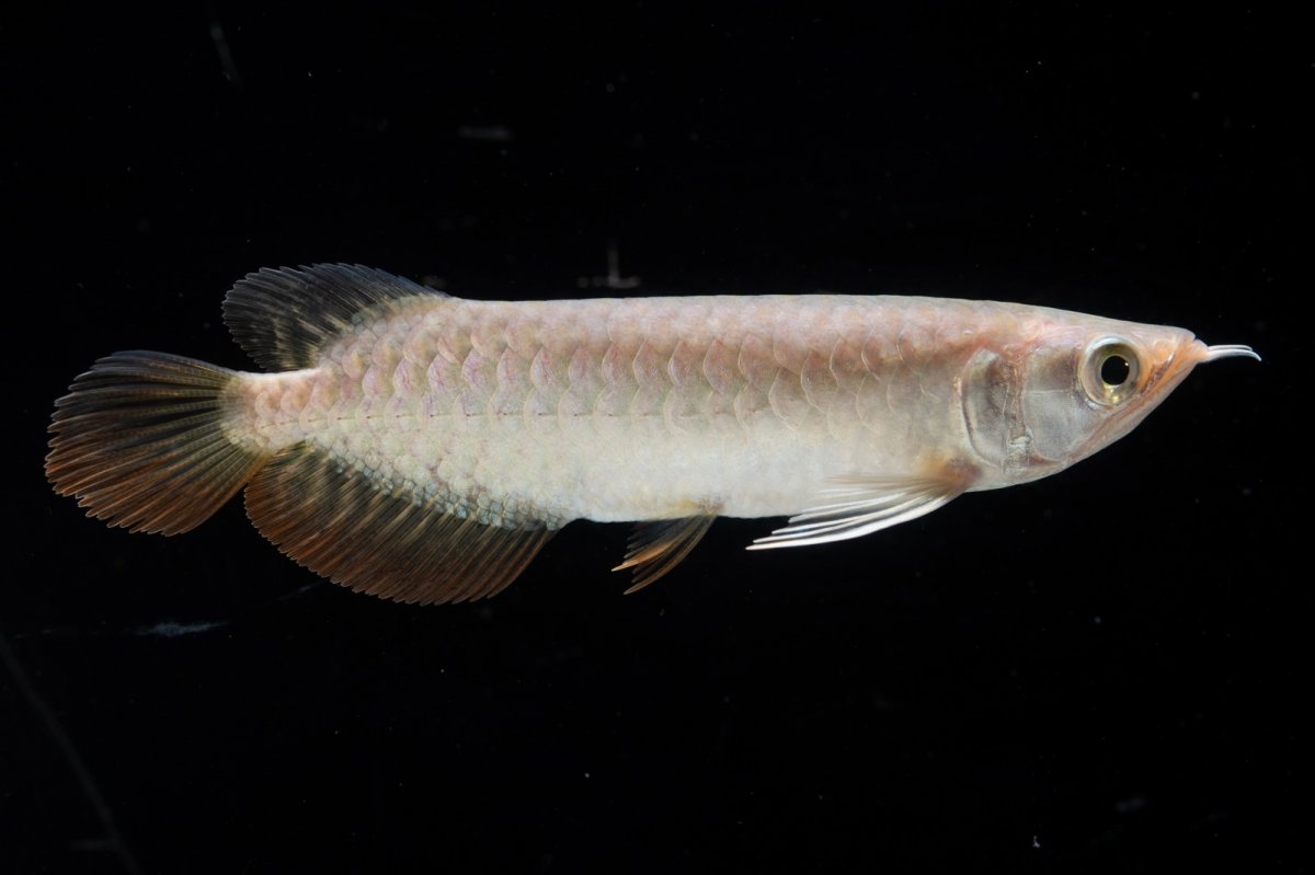 画像8: 紅尾金龍 NO.33（アクアリーダー産） (8)