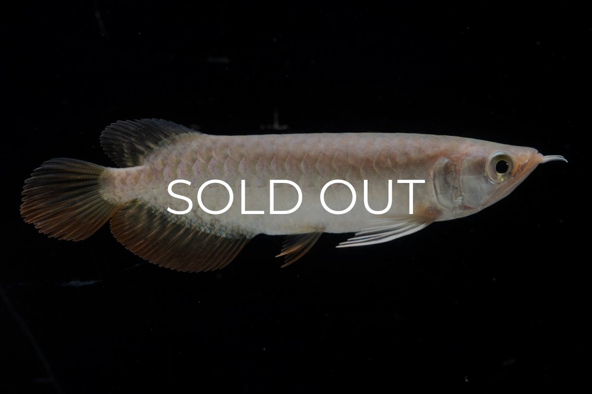 画像8: 紅尾金龍 NO.33（アクアリーダー産） (8)