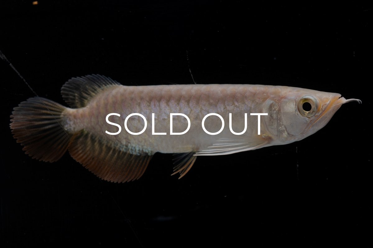 画像6: 紅尾金龍 NO.33（アクアリーダー産） (6)