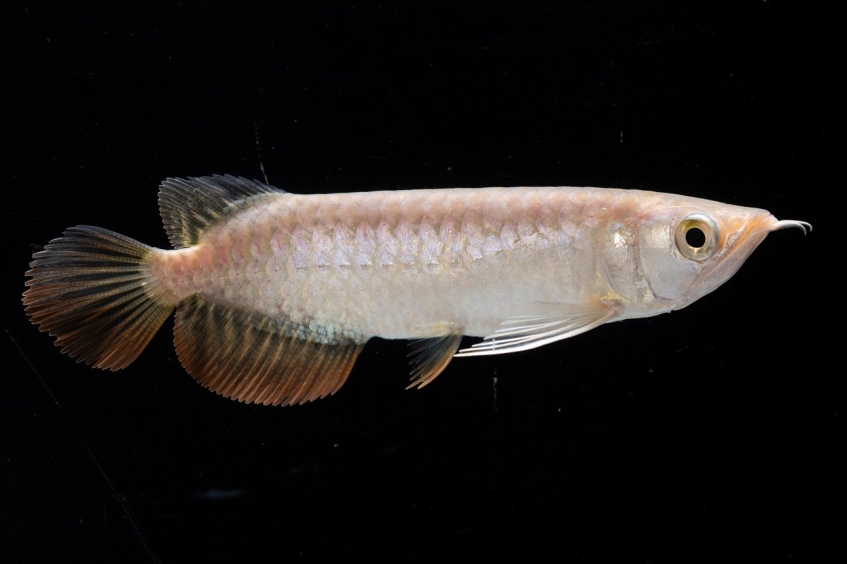 画像4: 紅尾金龍 NO.33（アクアリーダー産） (4)