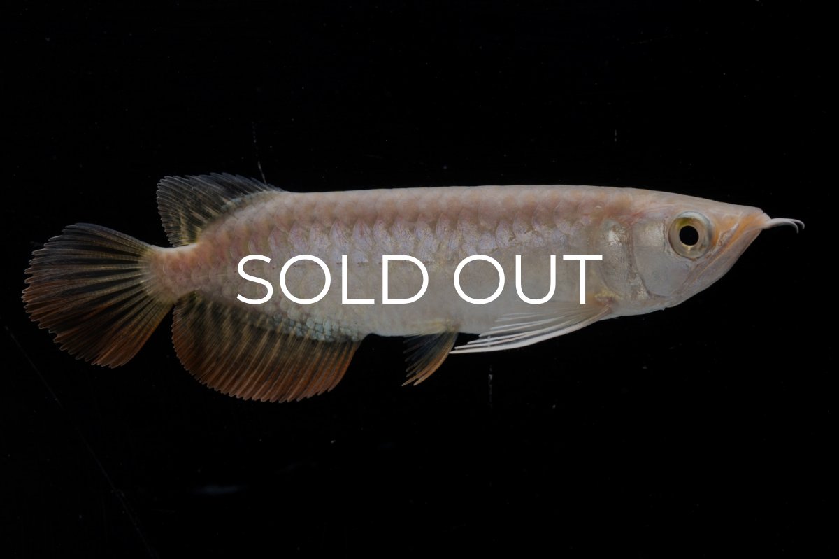 画像4: 紅尾金龍 NO.33（アクアリーダー産） (4)