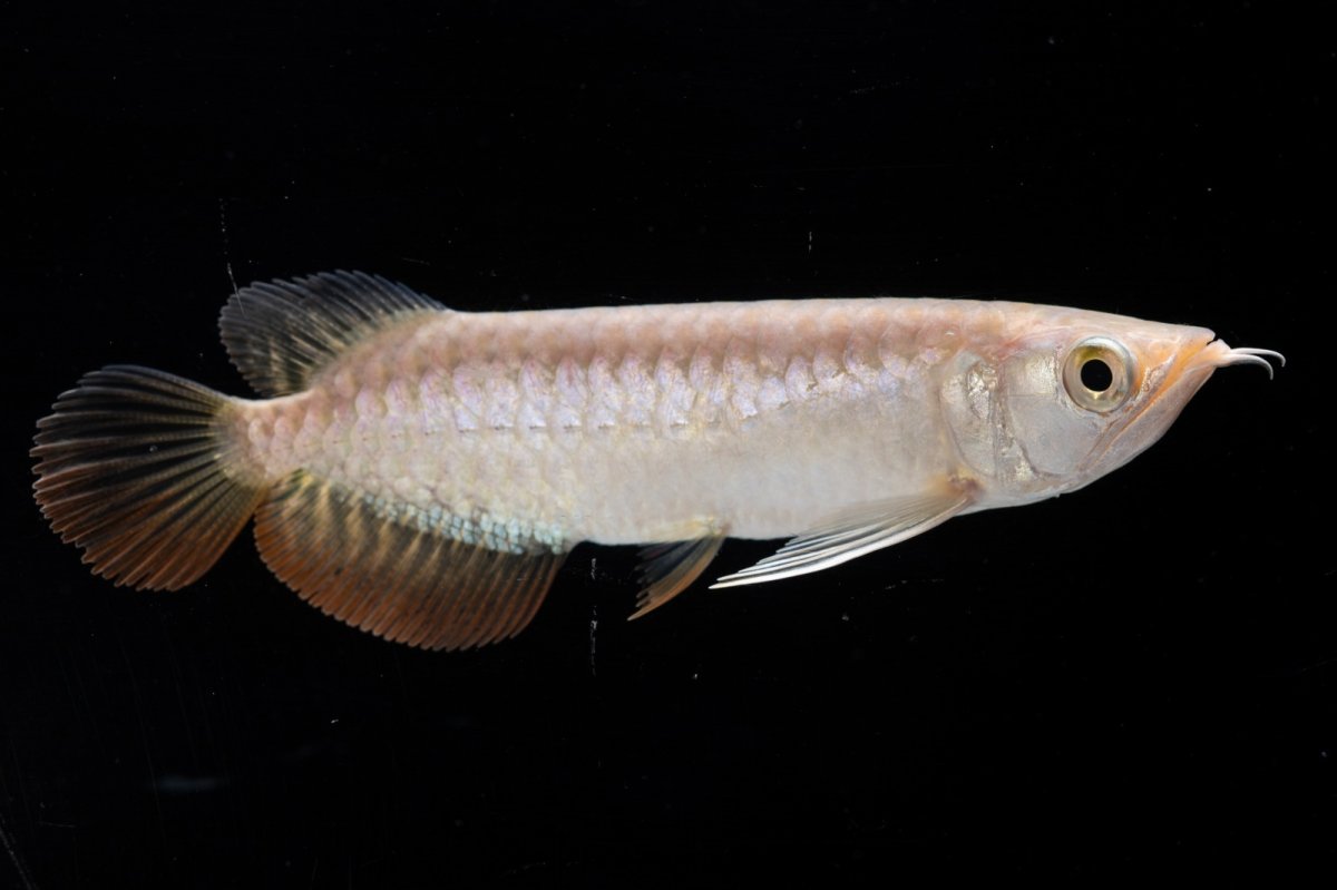 画像2: 紅尾金龍 NO.33（アクアリーダー産） (2)